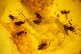 Several Detailed Fossil Flies (Diptera) In Baltic Amber #159767-1